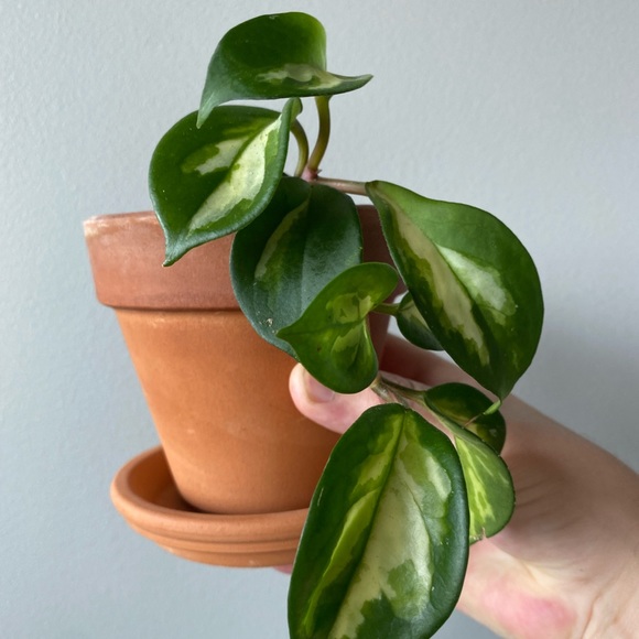 Other - Hoya Carnosa Variegata in 4” Terra Cotta Pot